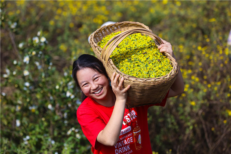 信阳光山：野菊花喜获丰收_fororder_1B5A6060.JPG