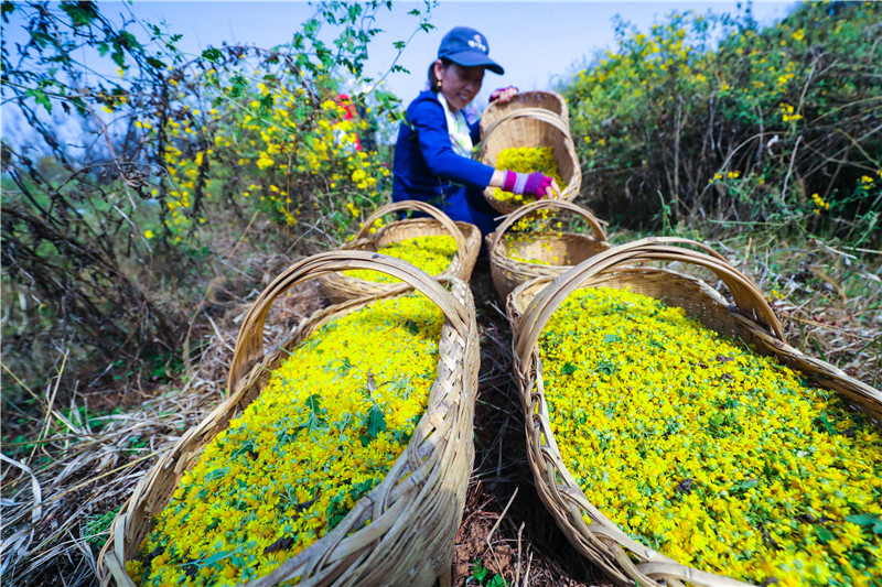 信阳光山：野菊花喜获丰收_fororder_A75I5689.JPG