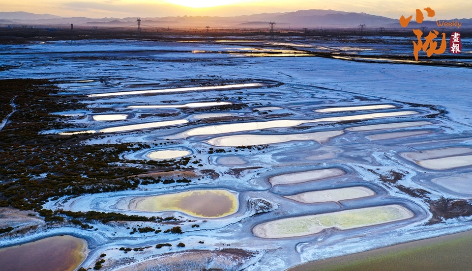 甘肃白银景泰：湿地候鸟舞蹁跹 逐水嬉戏绘秋图