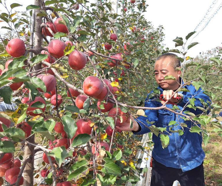 国网延安供电公司助力乡村振兴：度古村的“苹果红了”_fororder_图片6