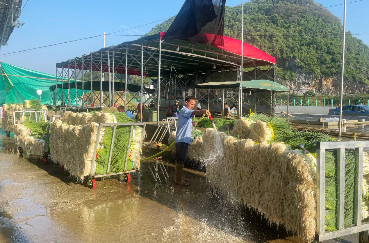 柳州市柳江区：特色产业遍地开花 拓宽村民致富路_fororder_图片2