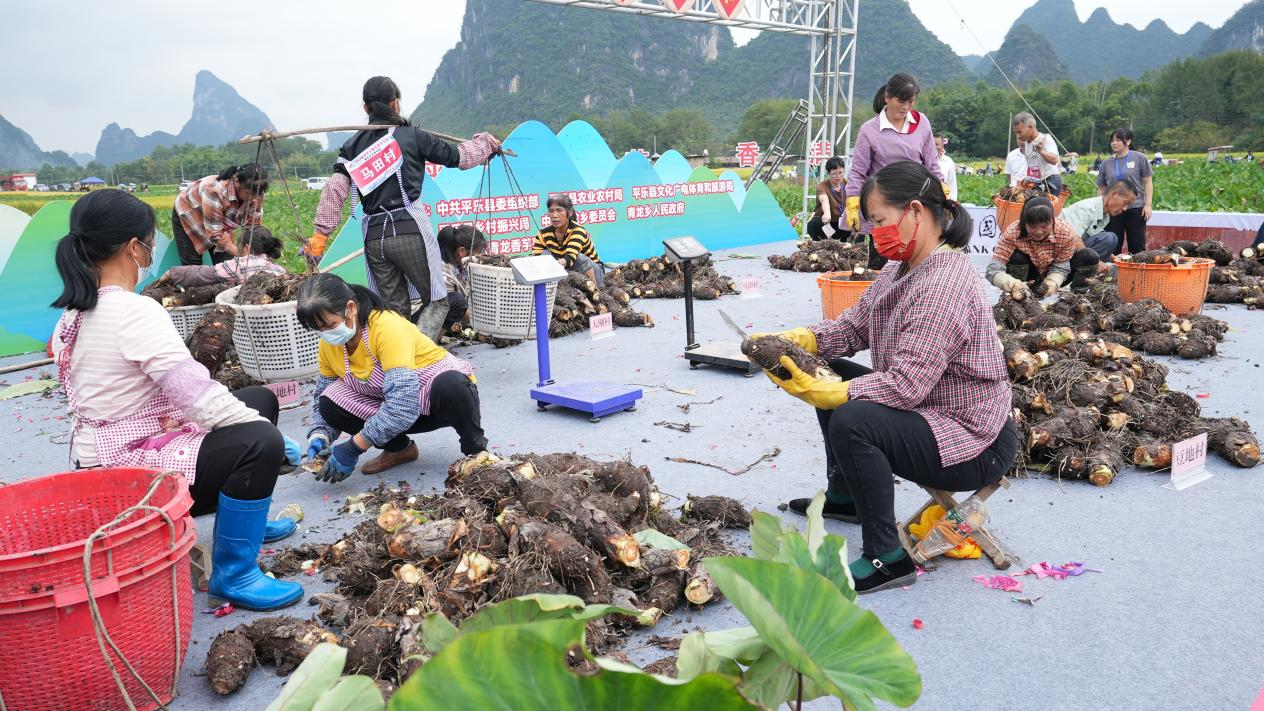 桂林平乐：千亩香芋迎丰收 村民开展“香芋王”比拼_fororder_图片3