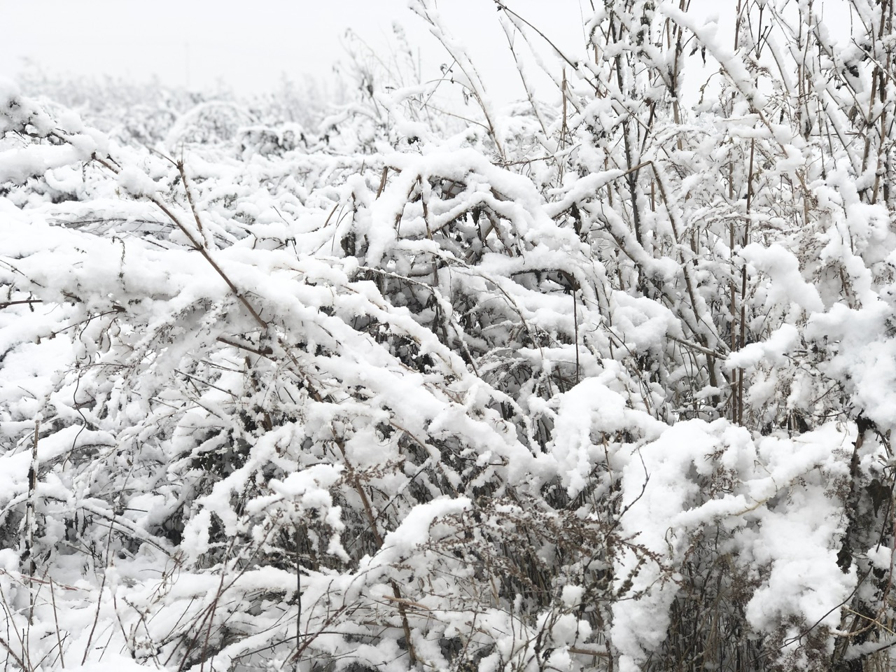 喜迎入冬第一场大雪 长春变成“白富美”！