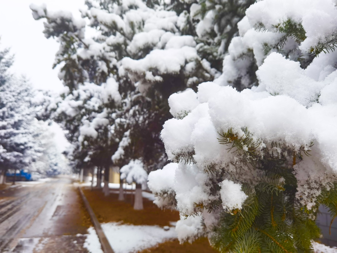 喜迎入冬第一场大雪 长春变成“白富美”！