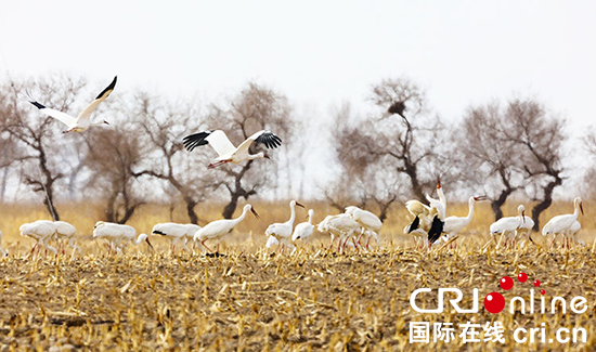 06【吉林】【供稿】【图说吉林】【CRI看吉林（标题）】【生态吉林（标题）】【魅力吉林2（690*300）】【关东黑土（白城）】【移动版（图）】莫莫格保护区迎来千余只白鹤