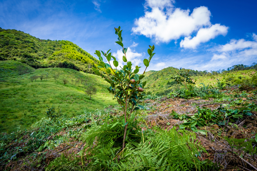 Zhejiang Tonglu: Little Tea-Oil Camellia Brings Prosperity to Villagers_fororder_桐庐1