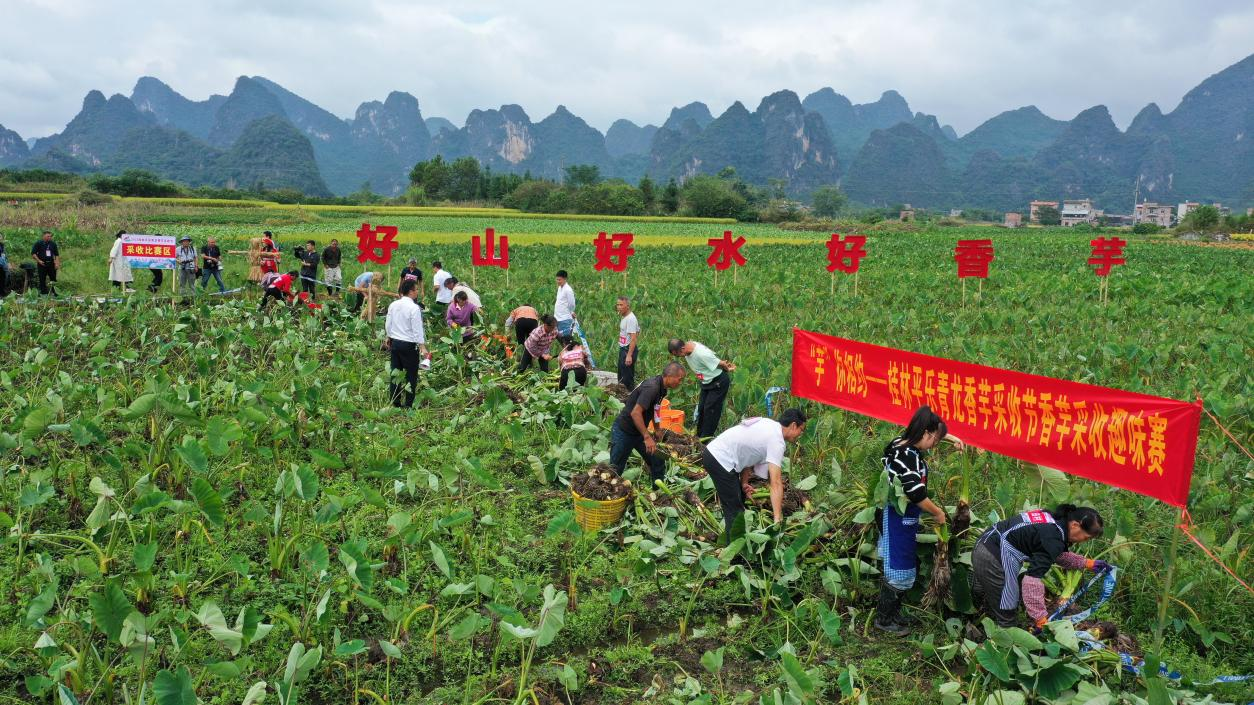 桂林平乐：千亩香芋迎丰收 村民开展“香芋王”比拼_fororder_图片2