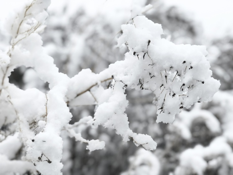 喜迎入冬第一场大雪 长春变成“白富美”！