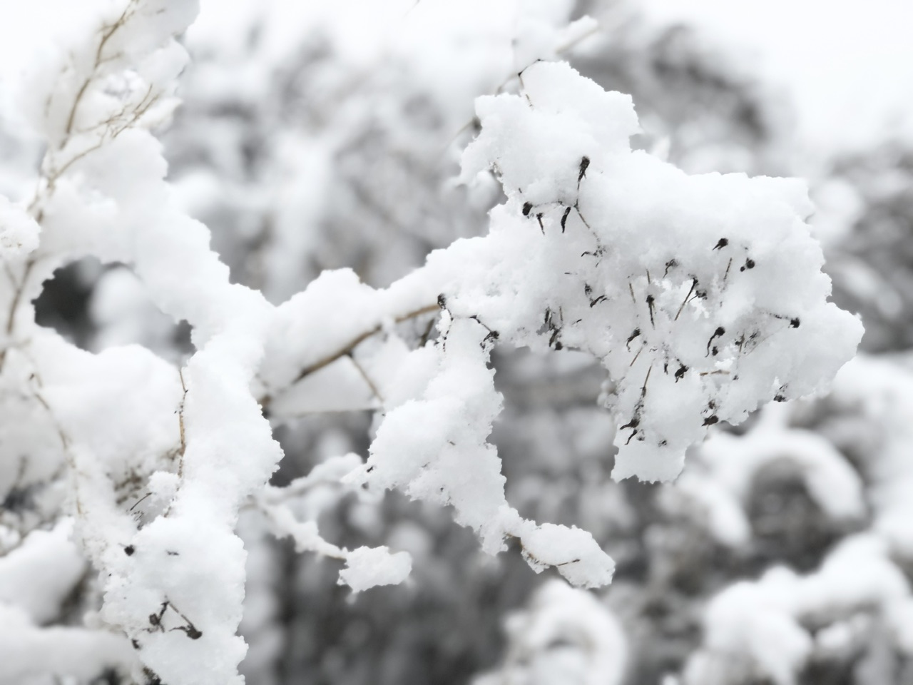 喜迎入冬第一场大雪 长春变成“白富美”！