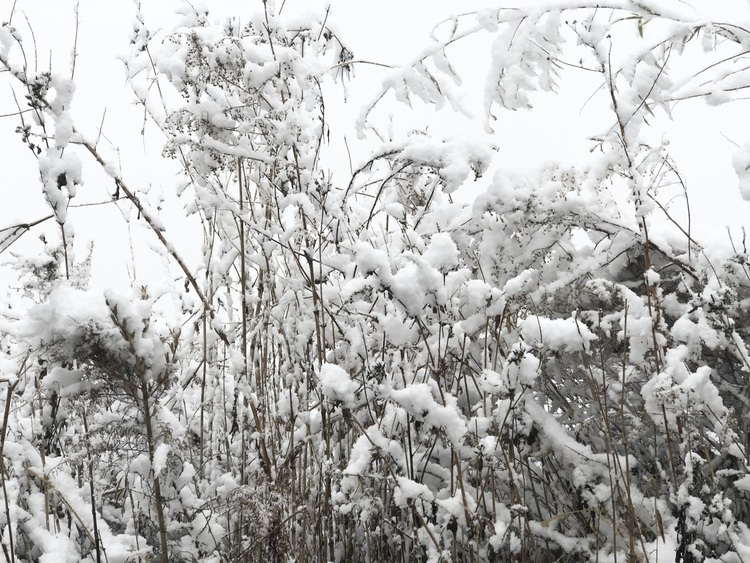 喜迎入冬第一场大雪 长春变成“白富美”！