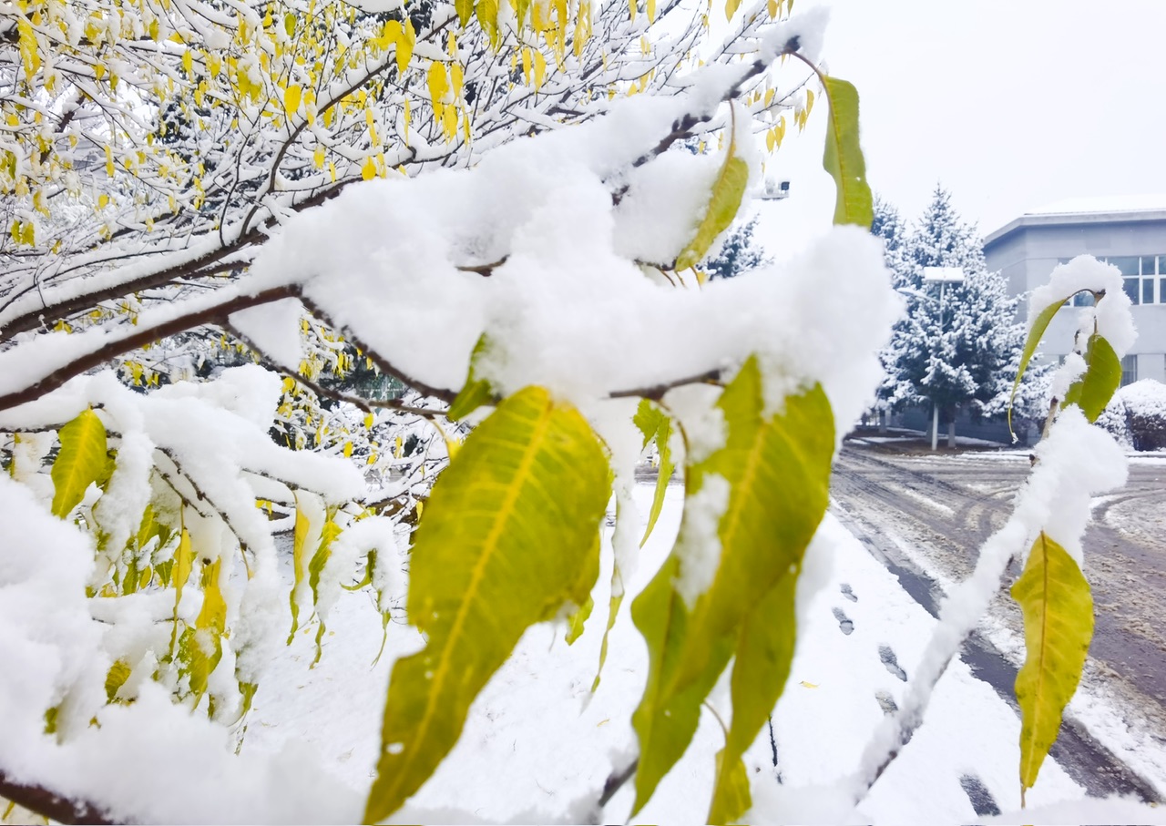 喜迎入冬第一场大雪 长春变成“白富美”！