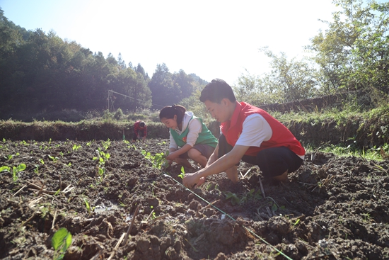 （供稿）贵州镇远报京乡：人勤地不闲 闲田变“油田”_fororder_IMG_5866.JPG