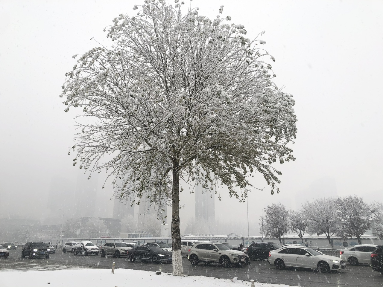 喜迎入冬第一场大雪 长春变成“白富美”！