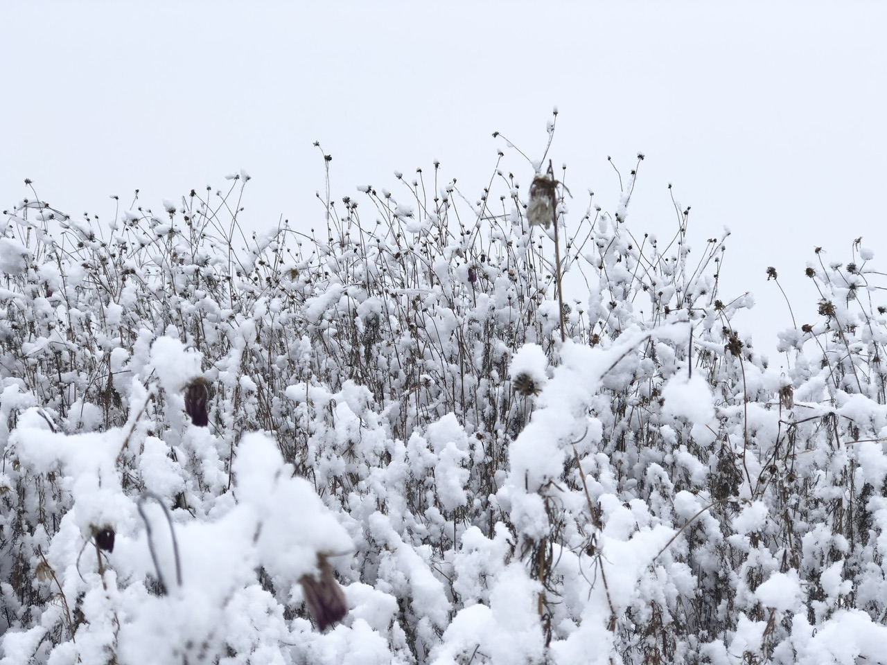 喜迎入冬第一场大雪 长春变成“白富美”！