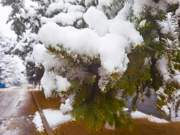 喜迎入冬第一场大雪 长春变成“白富美”！