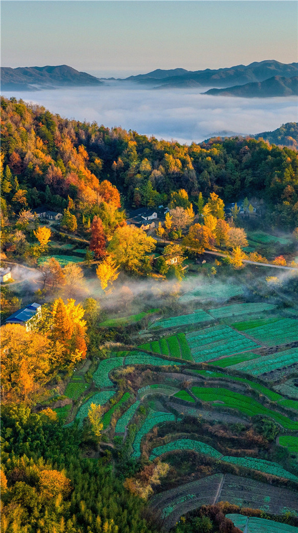 信阳新县：橙黄橘绿时 人间秋色深_fororder_金秋大地犹如调色盘（ 白云龙 摄）