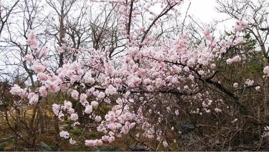 宁夏最强赏花攻略 带你开启春季花海游