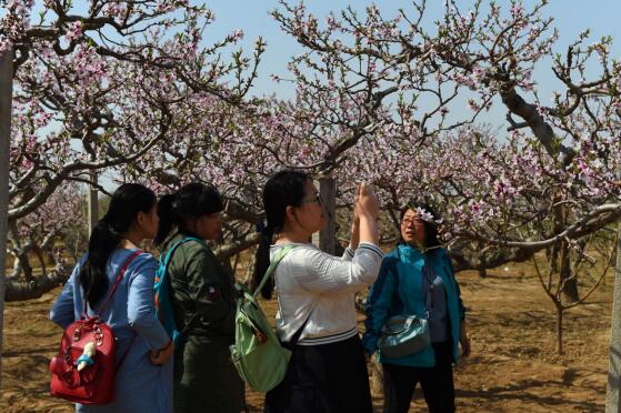 万亩桃花迎客来 深州市桃花旅游文化节开幕