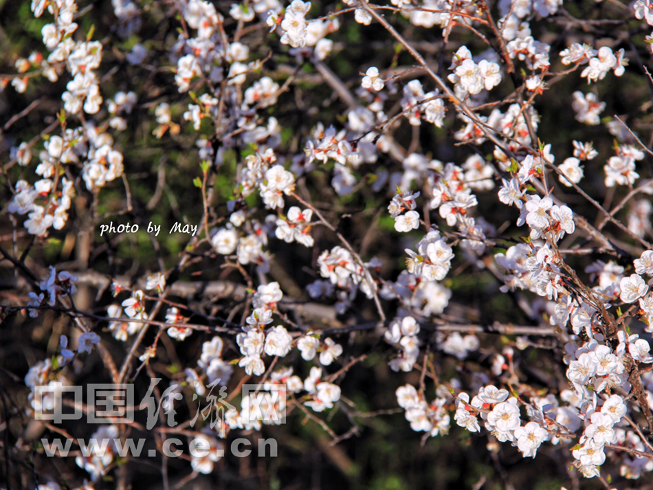 山花烂漫时 踏青京郊怀柔撞道口长城