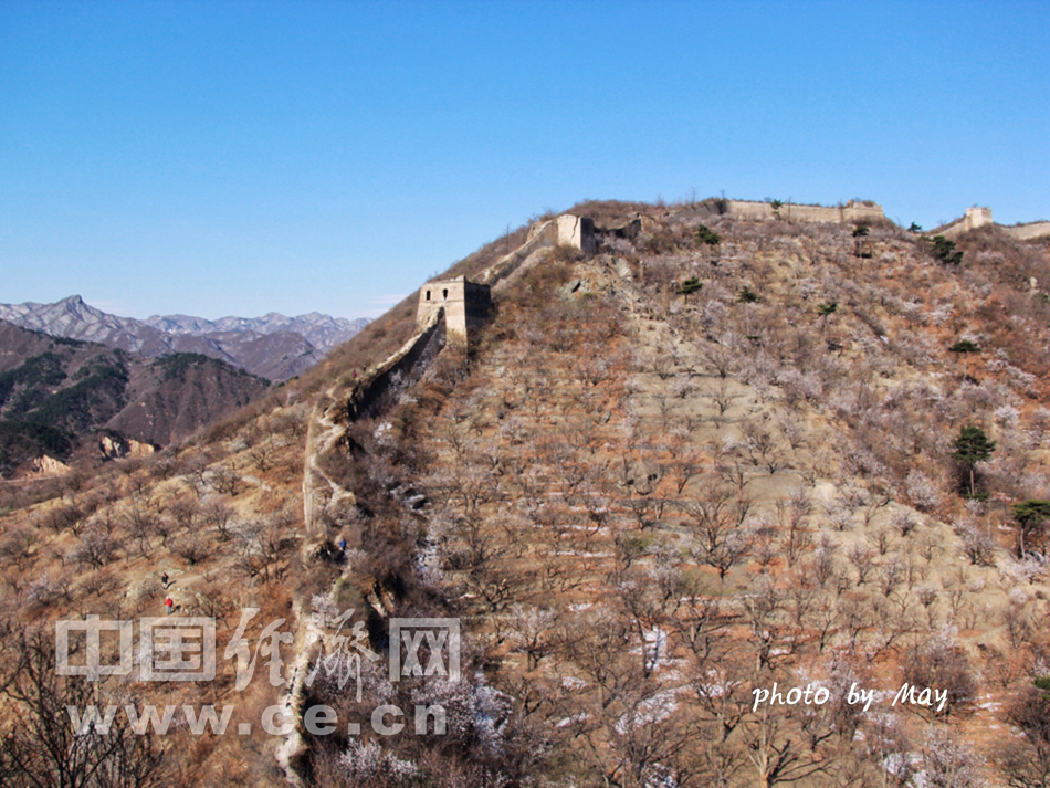 山花烂漫时 踏青京郊怀柔撞道口长城