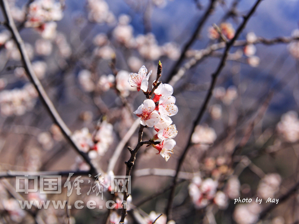 山花烂漫时 踏青京郊怀柔撞道口长城