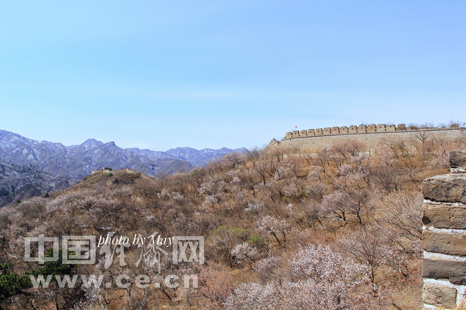 山花烂漫时 踏青京郊怀柔撞道口长城