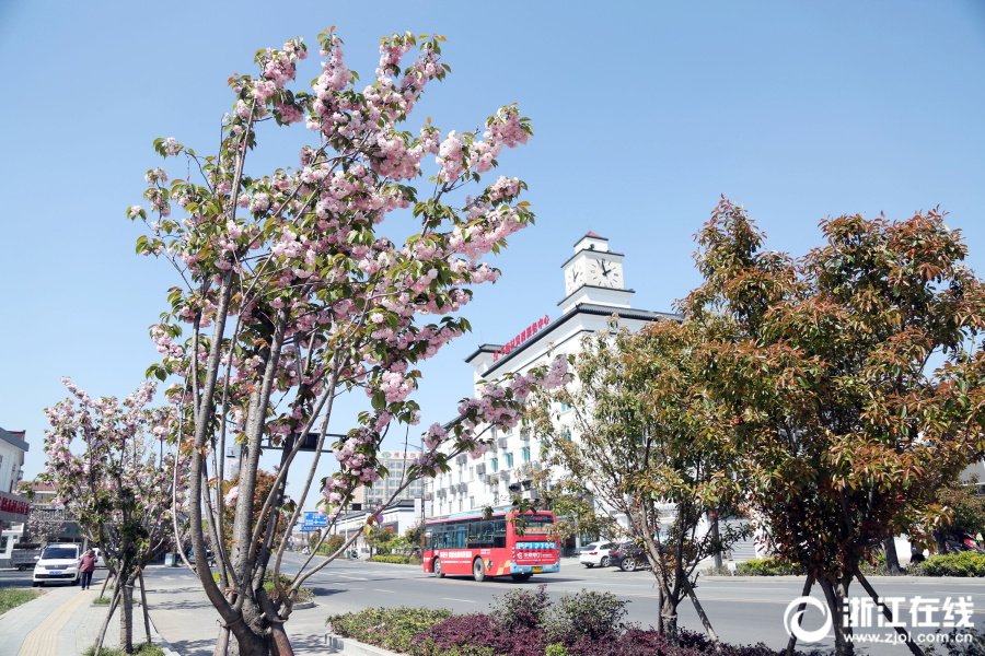 浙江：嘉善干窑大道变身“樱花大道”