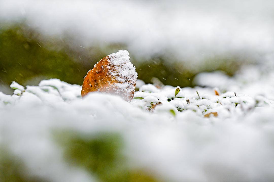 沈阳初雪图