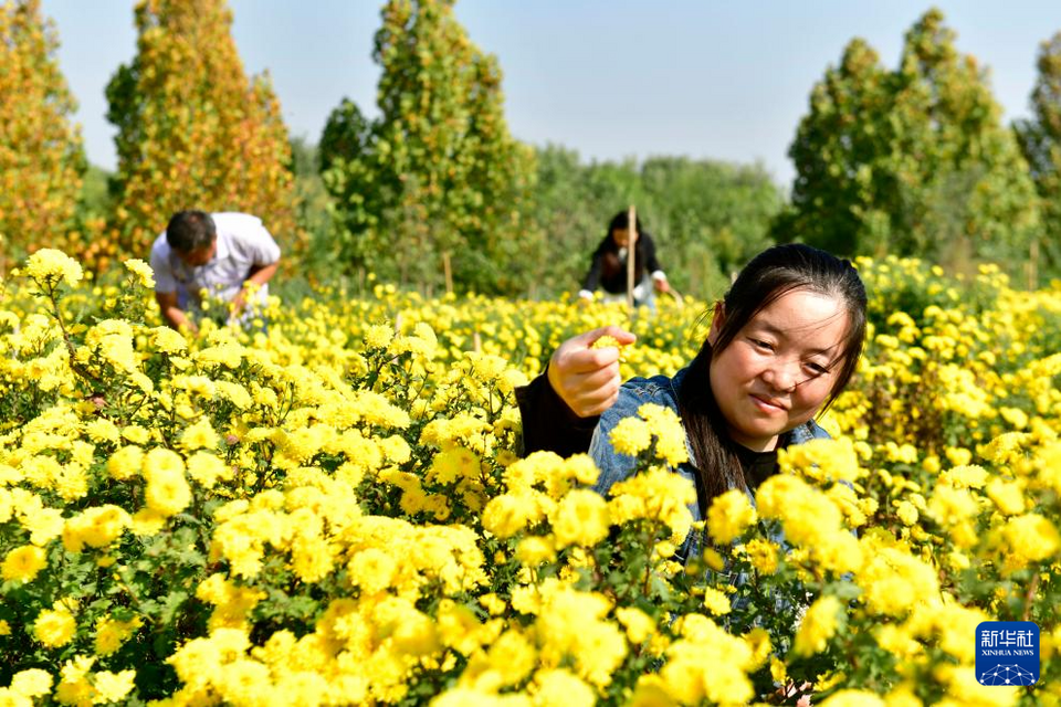 山东嘉祥：有机菊花助增收