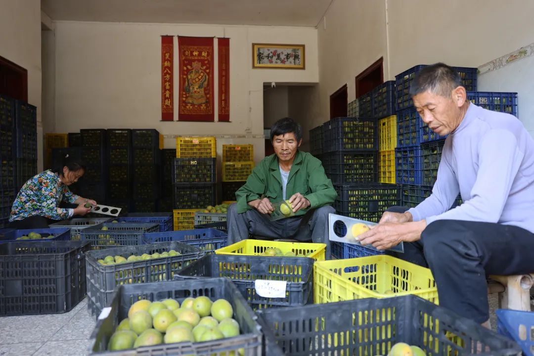 江西袁州：小小罗汉果撬动“甜蜜”大产业_fororder_图片8