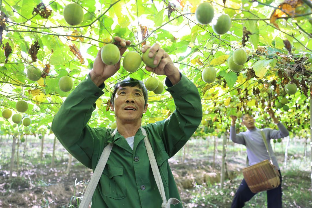 江西袁州：小小罗汉果撬动“甜蜜”大产业_fororder_图片6