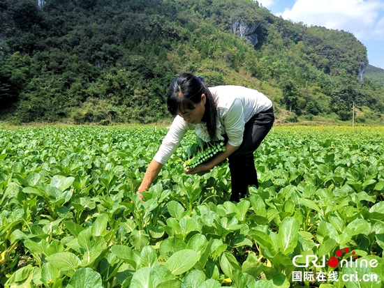 贵州紫云：发掘坝区产能助力农民增收