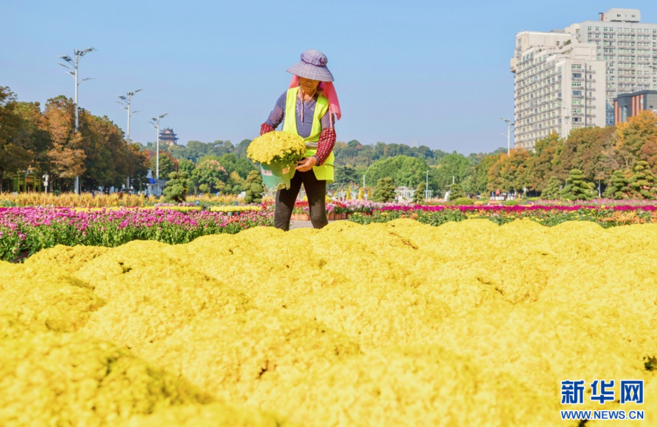 武汉：秋花烂漫 赏花正当时