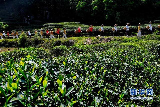 武夷山：“喊山”采茶