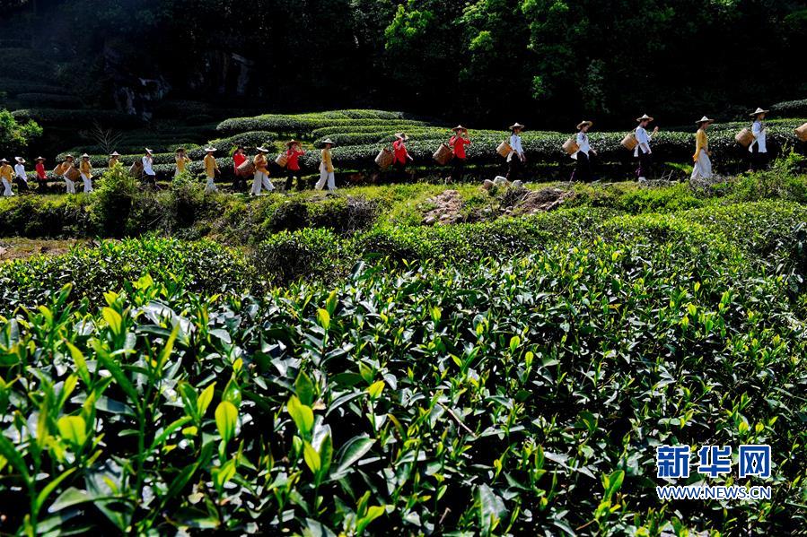 武夷山：“喊山”采茶