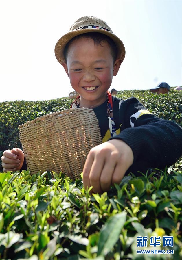 湖北保康：采春茶 学农事