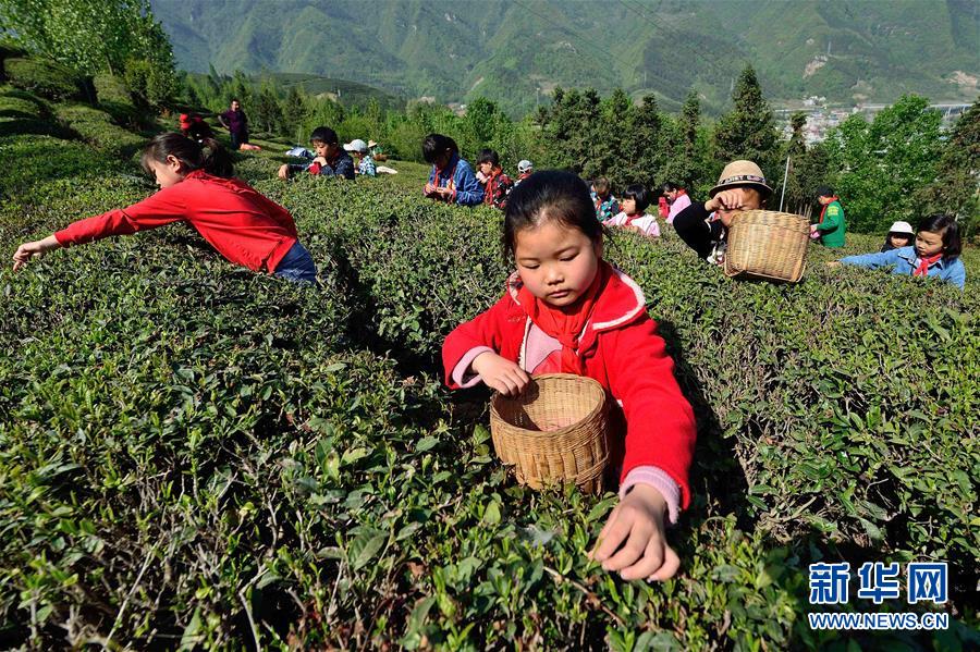 湖北保康：采春茶 学农事