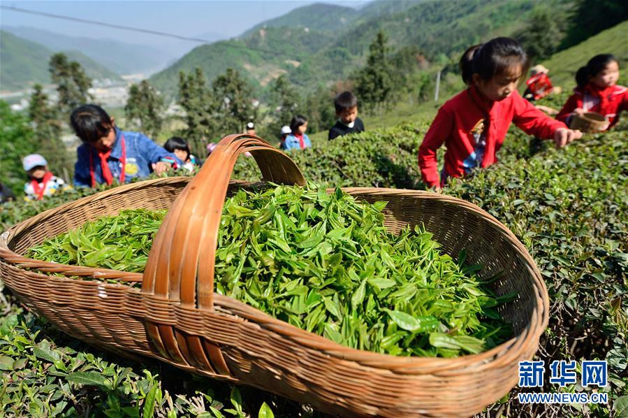 湖北保康：采春茶 学农事