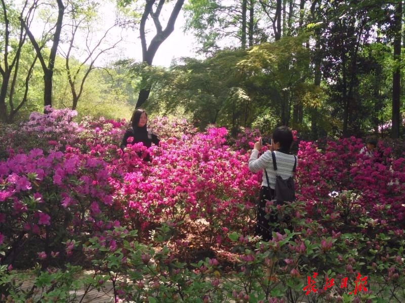 【汽车旅游】【武汉】杜鹃节本月开展，百年映山红桩也将亮相