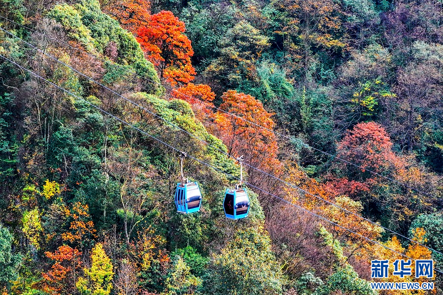 重庆南川：金佛山彩林如画