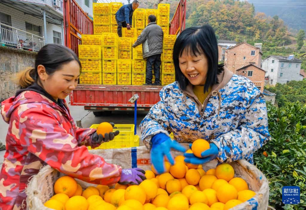 湖北秭归：冬季脐橙丰收上市