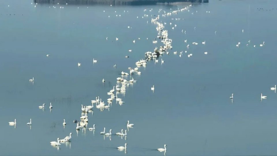 蹁跹起舞|沧州南大港湿地迎来天鹅迁徙潮_fororder_图片4