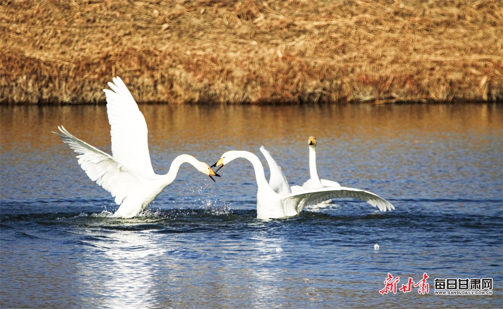 【大美甘肃】张掖：冬日湿地别样美 天鹅纷飞入画来_fororder_2