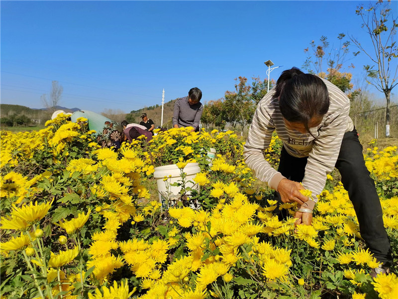 信阳市平桥区：特色种植添彩乡村振兴_fororder_微信图片_20231113112923