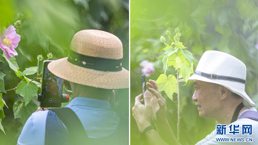 冬日，来广州邂逅“一花多色”芙蓉花