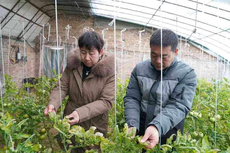 图片默认标题_fororder_农技人员查看番茄病害情况。摄影 王磊