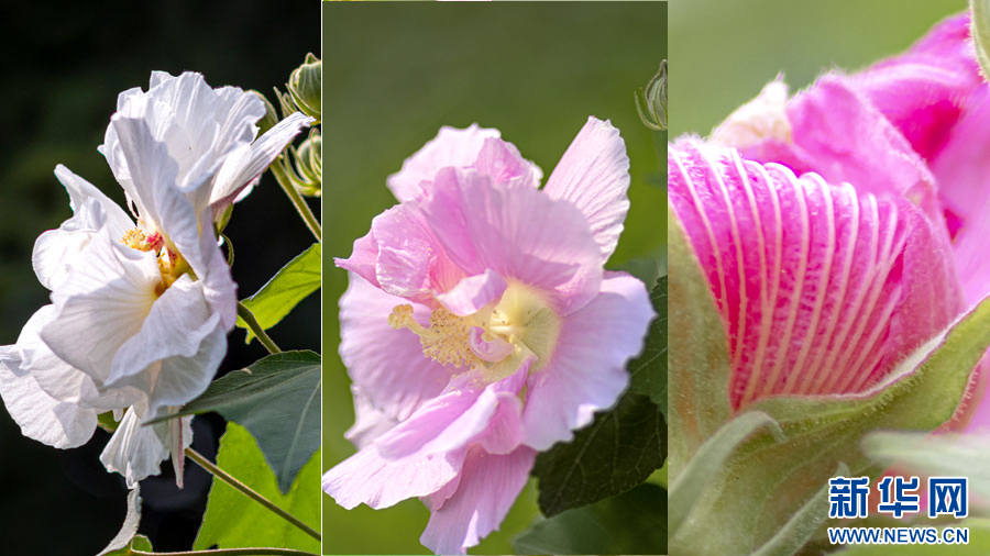 冬日，来广州邂逅“一花多色”芙蓉花