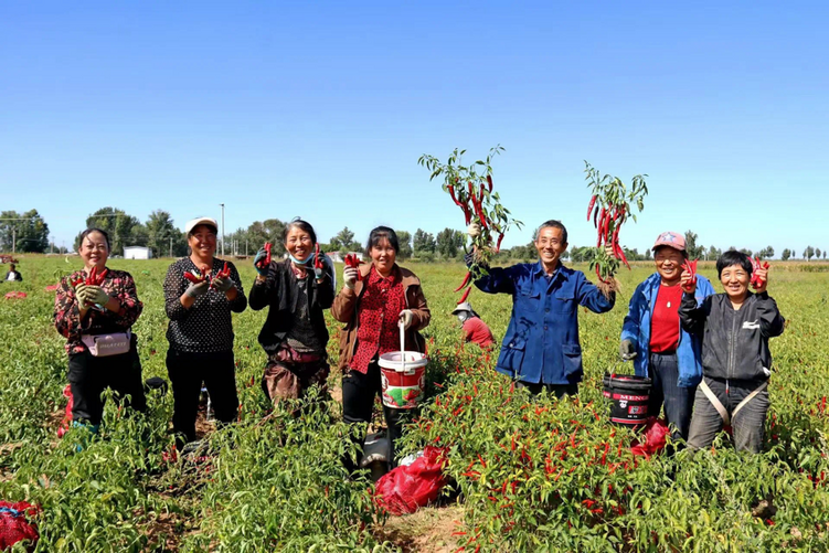 Jungar Banner: Bumper Harvest of Pepper Makes Way for Wealth_fororder_图片25