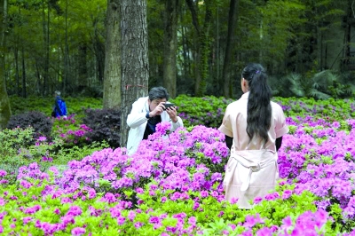 【汽车旅游】东湖磨山杜鹃花开 百亩花海只待客来