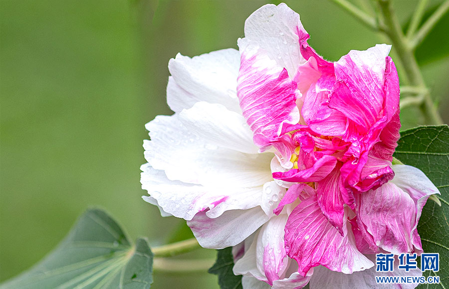 冬日，来广州邂逅“一花多色”芙蓉花